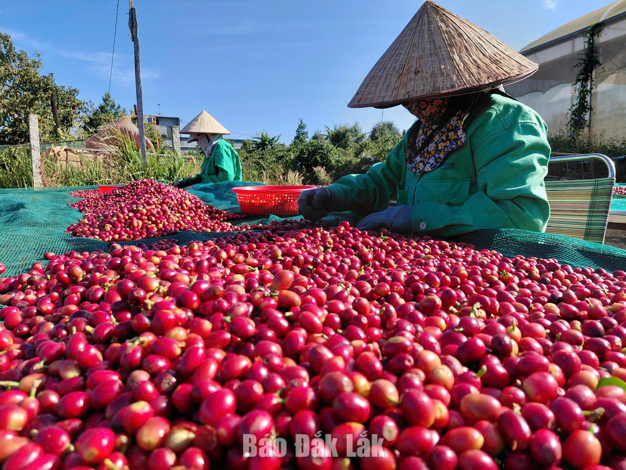 rong giai đoạn mới, các ngành hàng chủ lực như: cà phê, hồ tiêu, sầu riêng, cao su... sẽ được tổ chức lại theo hướng tăng hàm lượng chế biến và giá trị xuất khẩu.